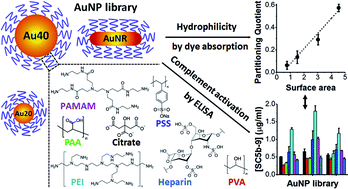 Graphical abstract: Complement activation by gold nanoparticles passivated with polyelectrolyte ligands
