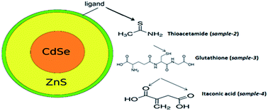 Graphical abstract: Synthesis of water-soluble and bio-taggable CdSe@ZnS quantum dots