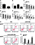 Graphical abstract: MiR-19b alleviates MPP+-induced neuronal cytotoxicity via targeting the HAPLN4/MAPK pathway in SH-SY5Y cells