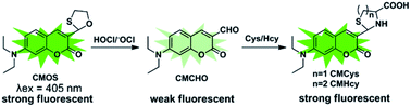 Graphical abstract: A novel fluorescent probe for imaging the process of HOCl oxidation and Cys/Hcy reduction in living cells