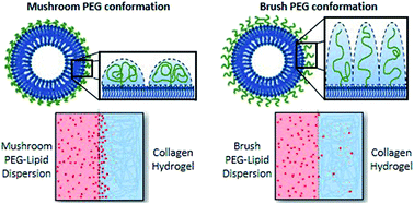 Graphical abstract: Surface-grafted polyethylene glycol conformation impacts the transport of PEG-functionalized liposomes through a tumour extracellular matrix model