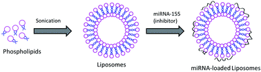 Graphical abstract: Micro RNA-155 inhibitor as a potential therapeutic strategy for the treatment of acute kidney injury (AKI): a nanomedicine perspective