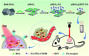 Graphical abstract: Albumin-assisted exfoliated ultrathin rhenium disulfide nanosheets as a tumor targeting and dual-stimuli-responsive drug delivery system for a combination chemo-photothermal treatment