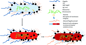 Graphical abstract: Flavonoid-derived anisotropic silver nanoparticles inhibit growth and change the expression of virulence genes in Escherichia coli SM10