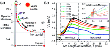 Graphical abstract: Evolution of entrained water film thickness and dynamics of Marangoni flow in Marangoni drying
