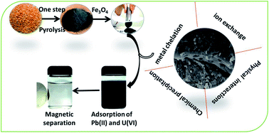Graphical abstract: Lead and uranium sorptive removal from aqueous solution using magnetic and nonmagnetic fast pyrolysis rice husk biochars