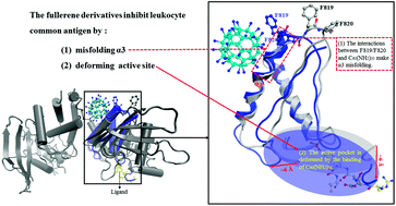 Graphical abstract: Fullerene derivatives act as inhibitors of leukocyte common antigen based on molecular dynamics simulations