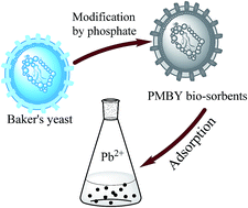 Graphical abstract: Rapid removal of Pb2+ from aqueous solution by phosphate-modified baker's yeast