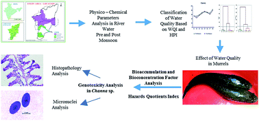 Graphical abstract: A study on the impact of water quality on the murrel fish Channa striata and Channa punctata from three major Southern Tamilnadu rivers, India