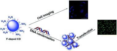 Graphical abstract: Photoluminescent F-doped carbon dots prepared by ring-opening reaction for gene delivery and cell imaging