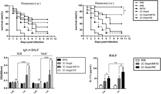 Graphical abstract: Protective effects of a nanoemulsion adjuvant vaccine (2C-Staph/NE) administered intranasally against invasive Staphylococcus aureus pneumonia