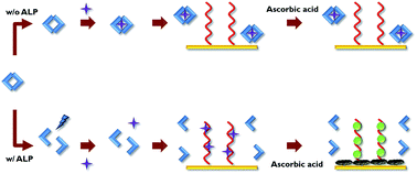 Graphical abstract: An impedimetric determination of alkaline phosphatase activity based on the oxidation reaction mediated by Cu2+ bound to poly-thymine DNA