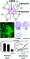 Graphical abstract: Delivery of modified mRNA encoding vesicular stomatitis virus matrix protein for colon cancer gene therapy