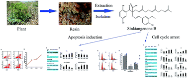 Graphical abstract: Apoptosis induction and cell cycle arrest induced by Sinkiangenone B, a novel phenylpropanoid derivative from the resin of Ferula sinkiangensis K. M. Shen