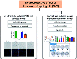 Graphical abstract: Shunaoxin dropping pill, a Chinese herb compound preparation, attenuates memory impairment in d-galactose-induced aging mice