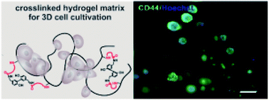 Graphical abstract: Creating a 3D microenvironment for monocyte cultivation: ECM-mimicking hydrogels based on gelatine and hyaluronic acid derivatives