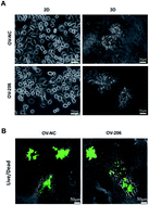 Graphical abstract: Collagen-based three-dimensional culture microenvironment promotes epithelial to mesenchymal transition and drug resistance of human ovarian cancer in vitro