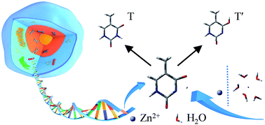 Graphical abstract: The influence of isolated and penta-hydrated Zn2+ on some of the intramolecular proton-transfer processes of thymine: a quantum chemical study