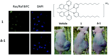 Graphical abstract: Inhibition of the Ras/Raf interaction and repression of renal cancer xenografts in vivo by an enantiomeric iridium(iii) metal-based compound