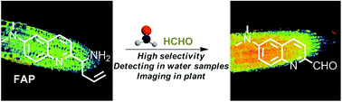 Graphical abstract: Imaging of formaldehyde in plants with a ratiometric fluorescent probe