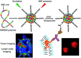 Graphical abstract: Semiconducting polymer dots with bright narrow-band emission at 800 nm for biological applications