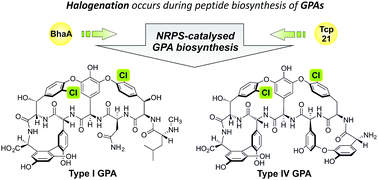 Graphical abstract: Halogenation of glycopeptide antibiotics occurs at the amino acid level during non-ribosomal peptide synthesis