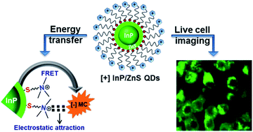 Graphical abstract: Electrostatically driven resonance energy transfer in “cationic” biocompatible indium phosphide quantum dots