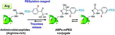 Graphical abstract: Releasable and traceless PEGylation of arginine-rich antimicrobial peptides