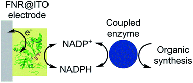 Graphical abstract: Transfer of photosynthetic NADP+/NADPH recycling activity to a porous metal oxide for highly specific, electrochemically-driven organic synthesis