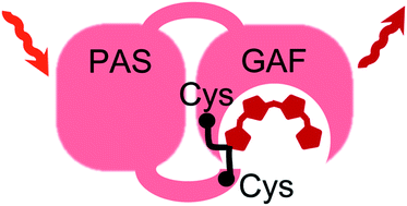 Graphical abstract: Designing brighter near-infrared fluorescent proteins: insights from structural and biochemical studies