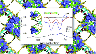 Graphical abstract: Photochemically active DNA-intercalating ruthenium and related complexes – insights by combining crystallography and transient spectroscopy