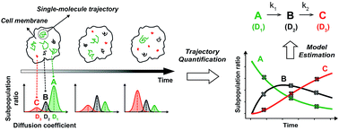 Graphical abstract: Single particle tracking-based reaction progress kinetic analysis reveals a series of molecular mechanisms of cetuximab-induced EGFR processes in a single living cell