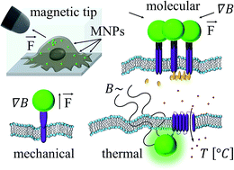 Graphical abstract: Magnetic control of cellular processes using biofunctional nanoparticles