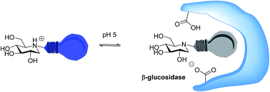 Graphical abstract: Determination of protonation states of iminosugar–enzyme complexes using photoinduced electron transfer