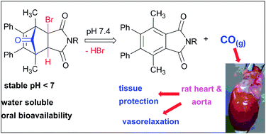 Graphical abstract: Norborn-2-en-7-ones as physiologically-triggered carbon monoxide-releasing prodrugs