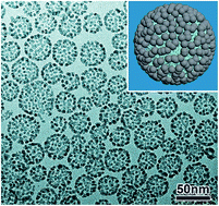 Graphical abstract: Self-assembly of noble metal nanoparticles into sub-100 nm colloidosomes with collective optical and catalytic properties