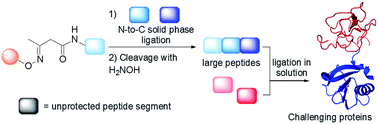 Graphical abstract: A simple and traceless solid phase method simplifies the assembly of large peptides and the access to challenging proteins