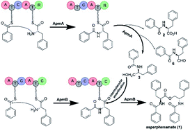 Graphical abstract: Asperphenamate biosynthesis reveals a novel two-module NRPS system to synthesize amino acid esters in fungi