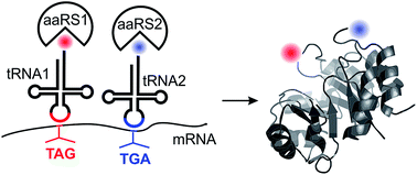 Graphical abstract: Defining the current scope and limitations of dual noncanonical amino acid mutagenesis in mammalian cells