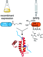 Graphical abstract: Semisynthetic prion protein (PrP) variants carrying glycan mimics at position 181 and 197 do not form fibrils