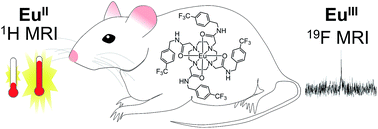 Graphical abstract: Fluorinated EuII-based multimodal contrast agent for temperature- and redox-responsive magnetic resonance imaging