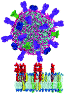 Graphical abstract: Cholesterol enhances influenza binding avidity by controlling nanoscale receptor clustering