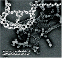 Graphical abstract: De novo identification of lipid II binding lipopeptides with antibacterial activity against vancomycin-resistant bacteria