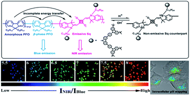 Graphical abstract: Highly photostable wide-dynamic-range pH sensitive semiconducting polymer dots enabled by dendronizing the near-IR emitters