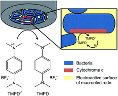 Graphical abstract: Electrochemical recognition and quantification of cytochrome c expression in Bacillus subtilis and aerobe/anaerobe Escherichia coli using N,N,N′,N′-tetramethyl-para-phenylene-diamine (TMPD)