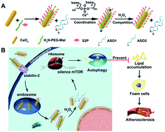 Graphical abstract: H2O2-responsive and plaque-penetrating nanoplatform for mTOR gene silencing with robust anti-atherosclerosis efficacy