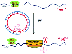 Graphical abstract: Caged circular siRNAs for photomodulation of gene expression in cells and mice