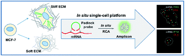 Graphical abstract: Single-cell study of the extracellular matrix effect on cell growth by in situ imaging of gene expression