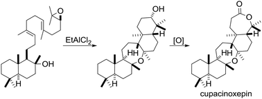 Graphical abstract: Bioinspired synthesis of pentacyclic onocerane triterpenoids