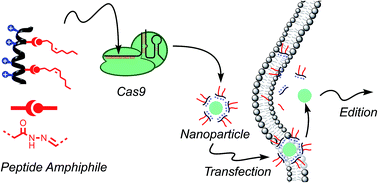 Graphical abstract: Peptide/Cas9 nanostructures for ribonucleoprotein cell membrane transport and gene edition